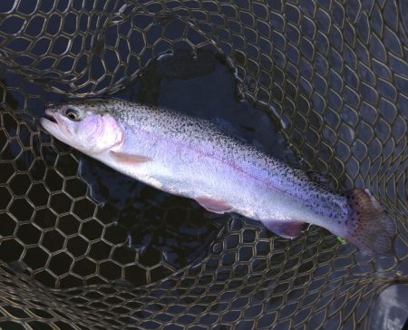 寒波到来！ 大安トラウトレイク